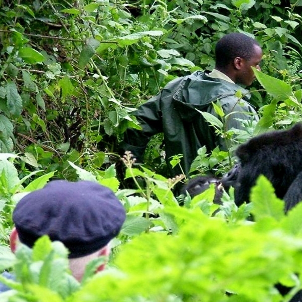 3 Days 2 Nights Uganda Gorilla Habituation Safari Experience