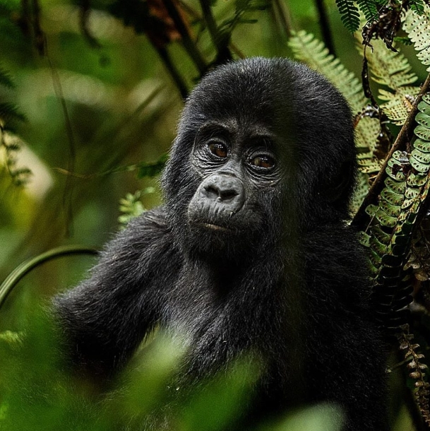 4 Days 3 Nights adventure safari Uganda