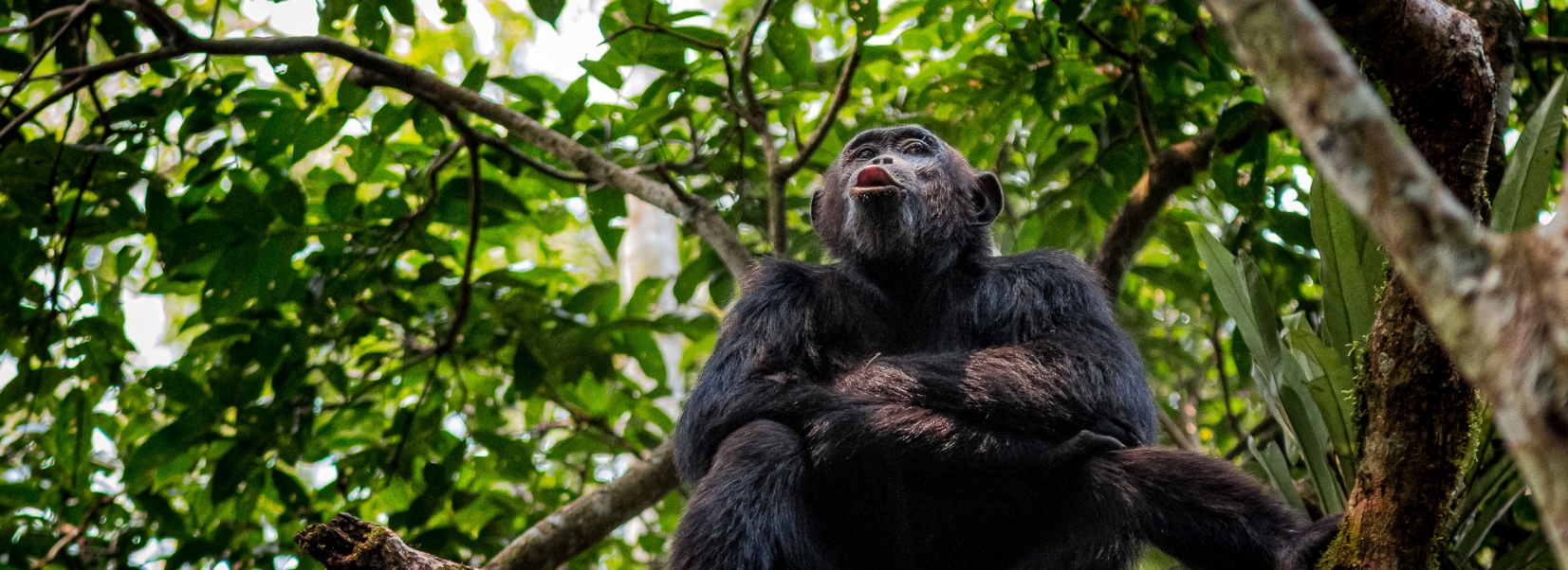 5 days 4 Nights Uganda Primates and wildlife safari