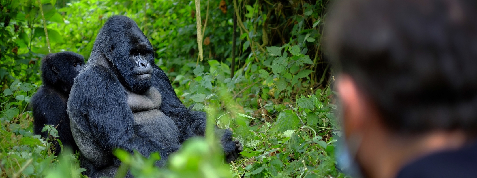 3 Days 2 Nights Uganda Gorilla Habituation Safari Experience