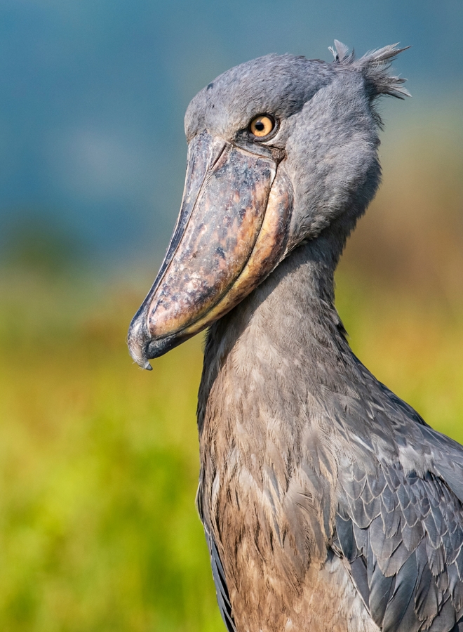Shoebill stock Maromi safaris