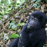 Why Bwindi is Considered the Primate Paradise