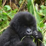 Why Uganda and Rwanda Should Not Miss Out on Your Travel Plan?