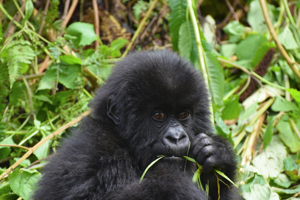 Why Uganda and Rwanda Should Not Miss Out on Your Travel Plan?