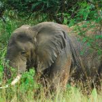 Why Uganda should not miss on your Bucket list