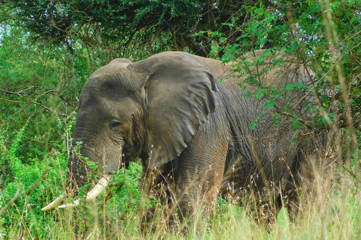 Why Uganda should not miss on your Bucket list