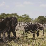 Why is Uganda the Perfect Destination for a Wildlife Safaris?