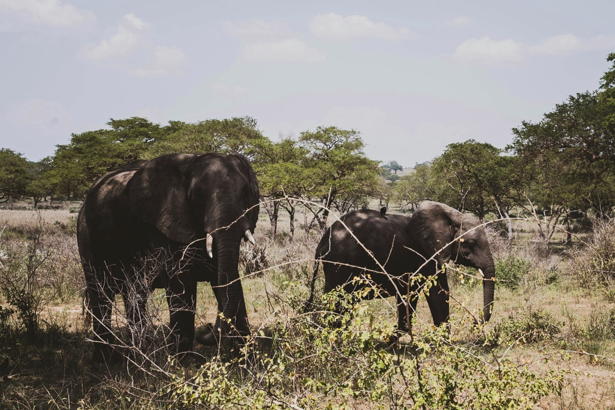 Why is Uganda the Perfect Destination for a Wildlife Safaris?